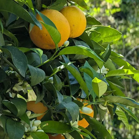 Maison De Famille Entre & Collines - Charme, Citronniers Et Tranquillite - Acces Marche Et Sentier 3 Min Holiday home Menton